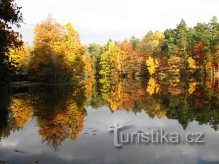 Voděradské beech trees in autumn 02