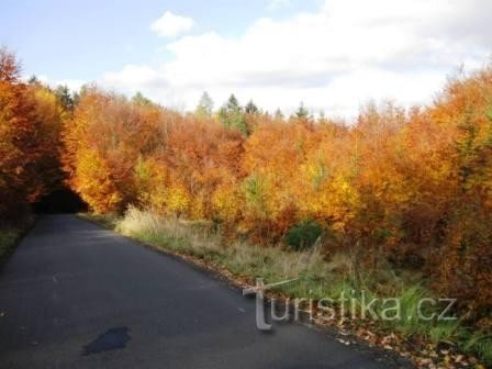 Δέντρα οξιάς Voděradské το φθινόπωρο 03