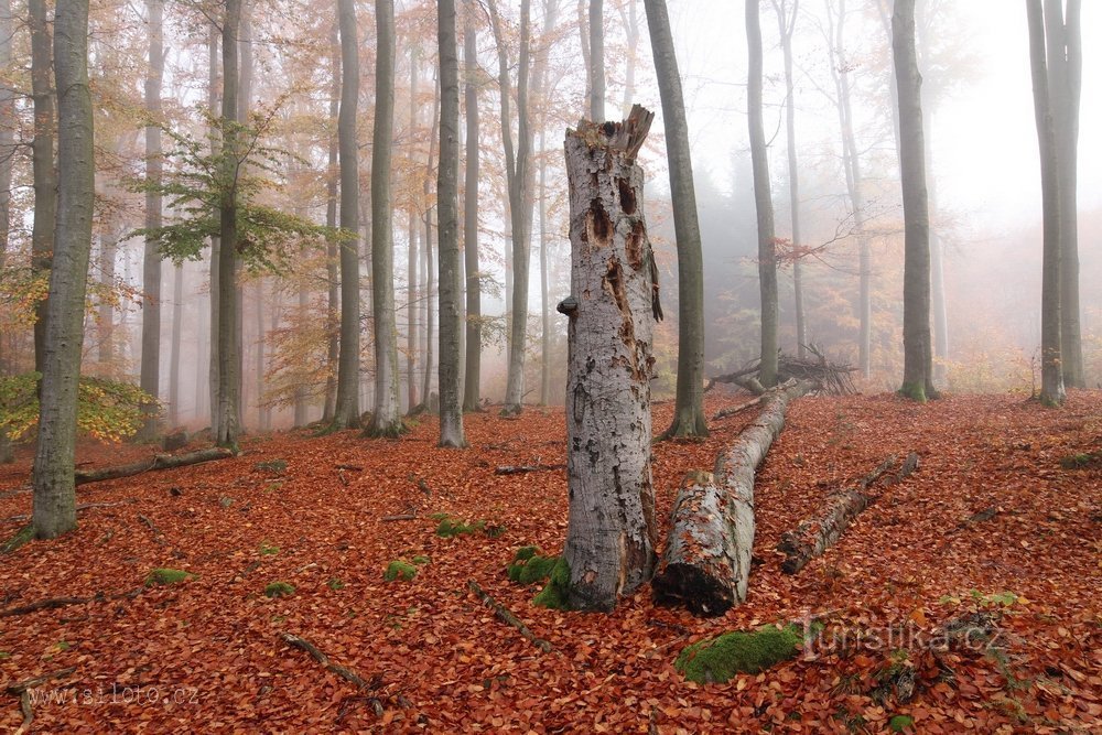 Voděradské bučiny na podzim