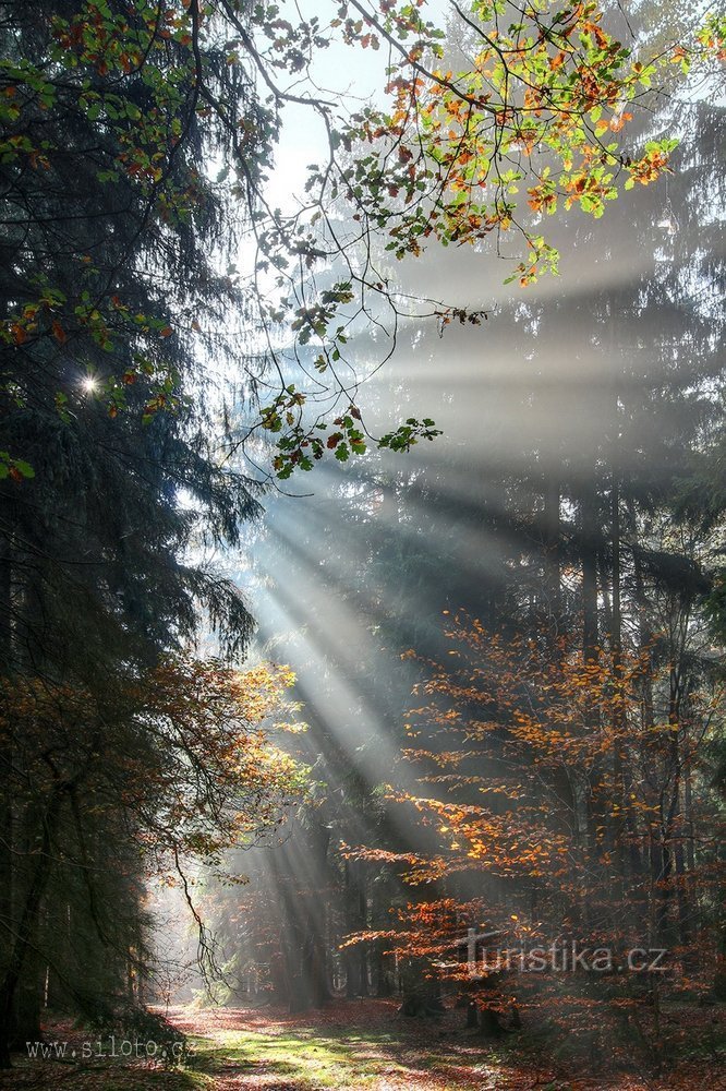 Voděradsk beeches in autumn