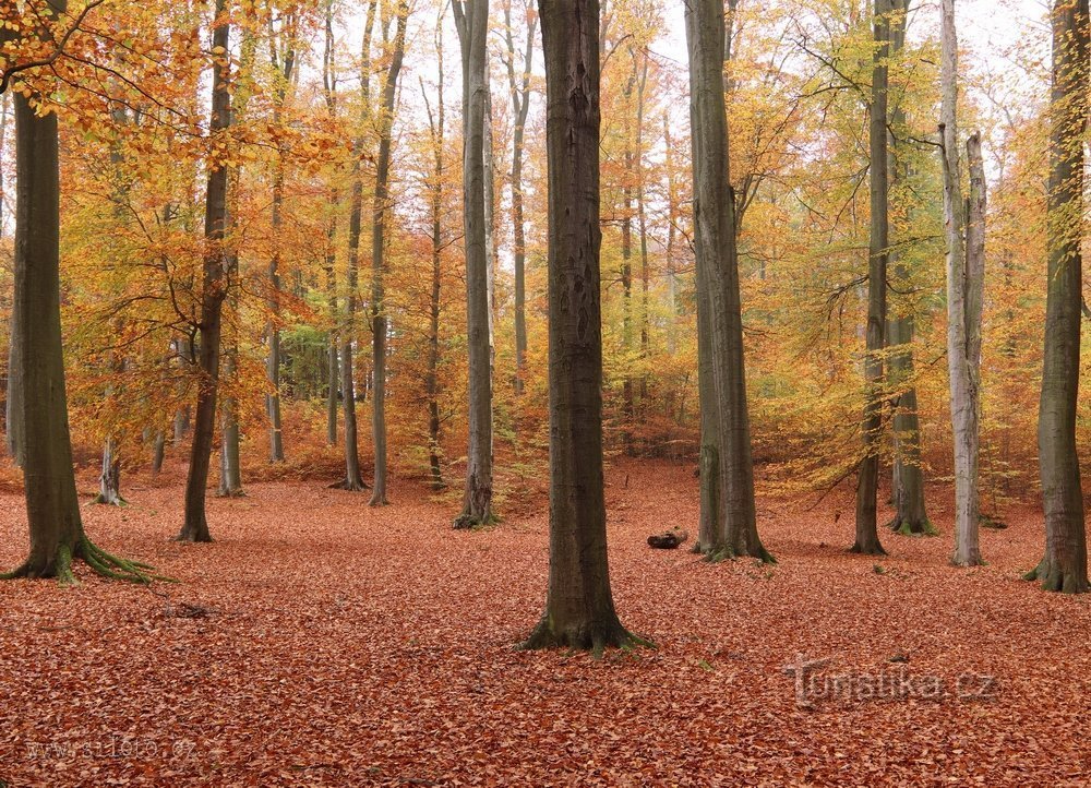 Voděradsk Buchen im Herbst