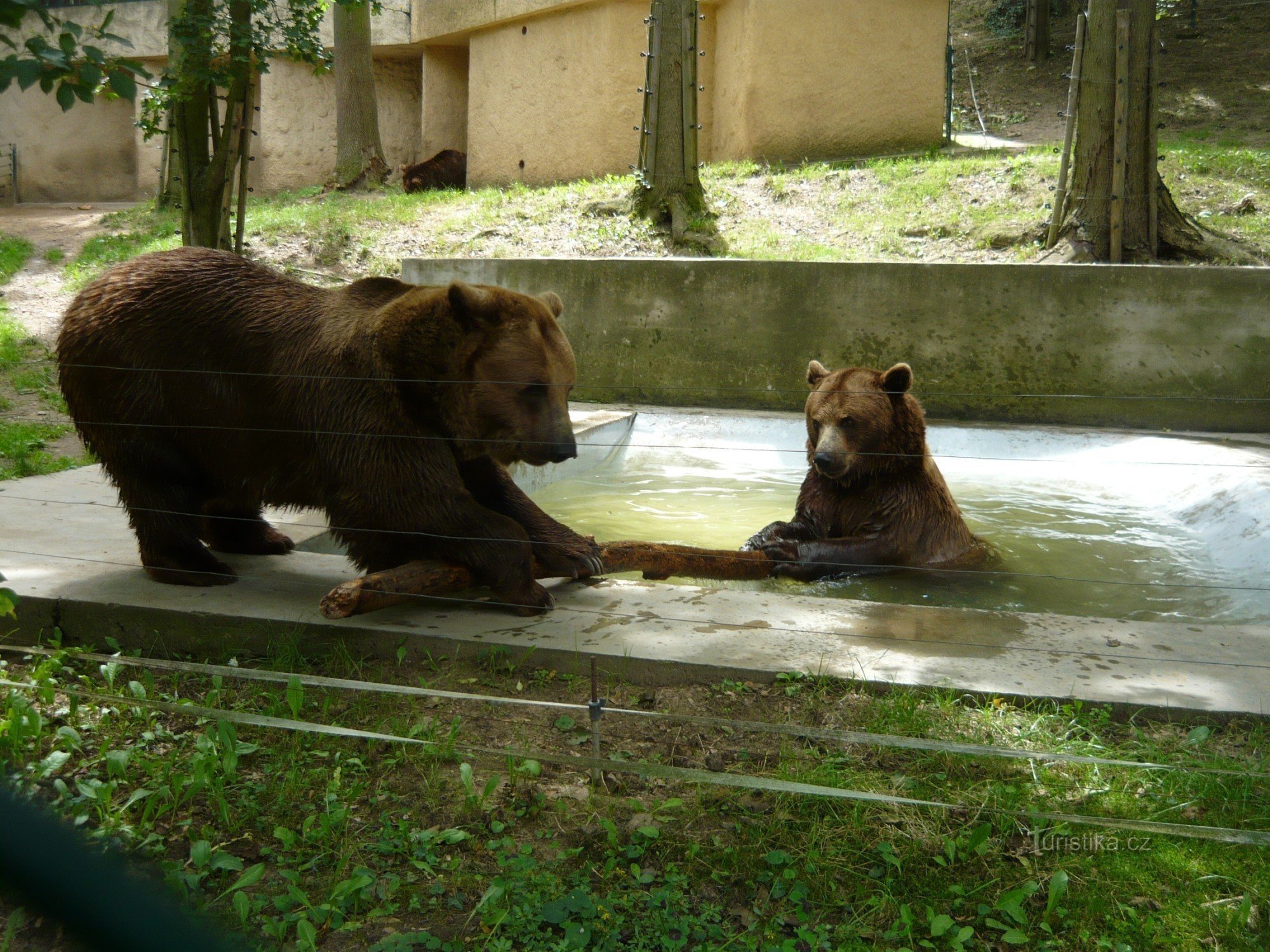Water antics of the bear siblings