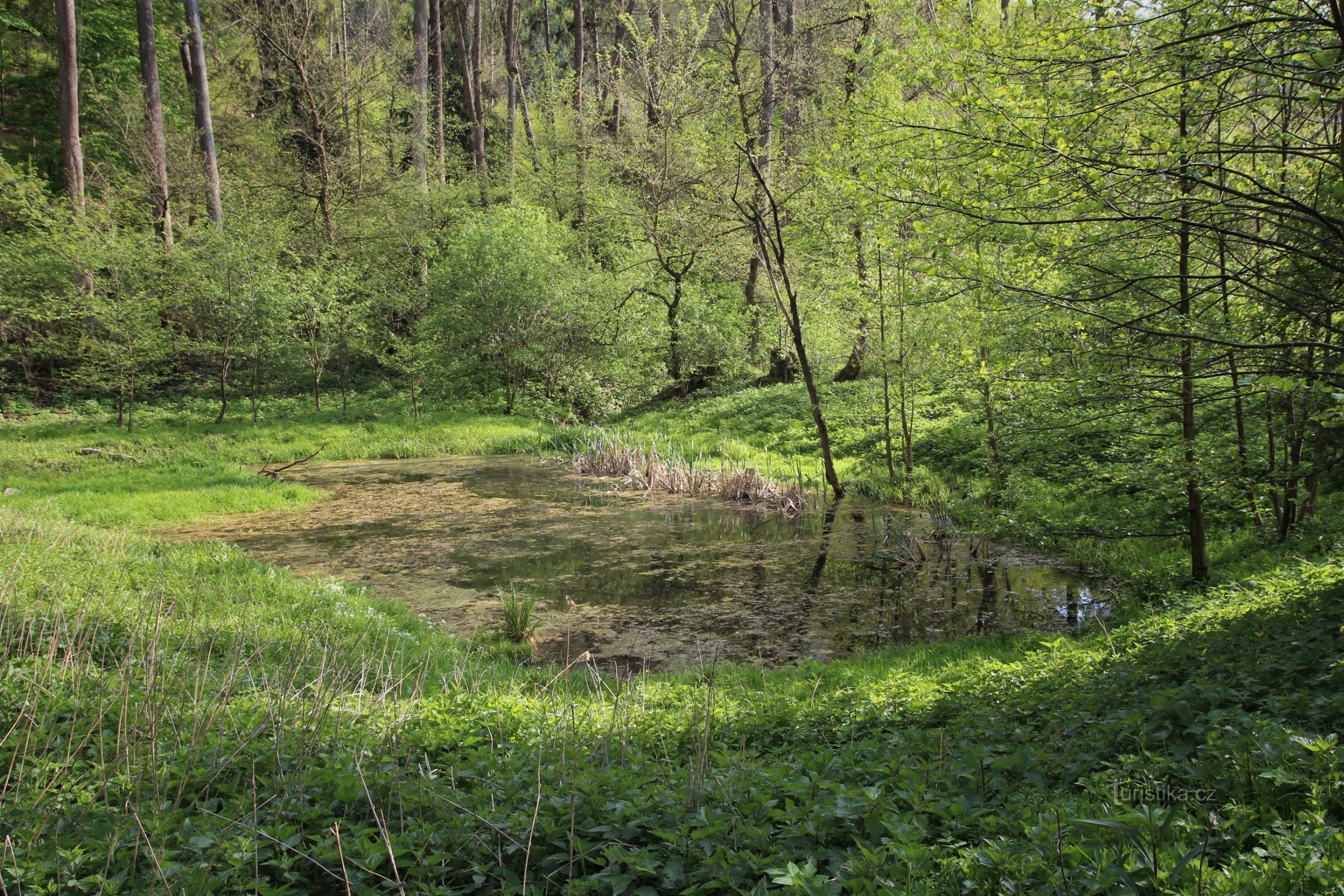 A pool of water at the bottom of a broken pond