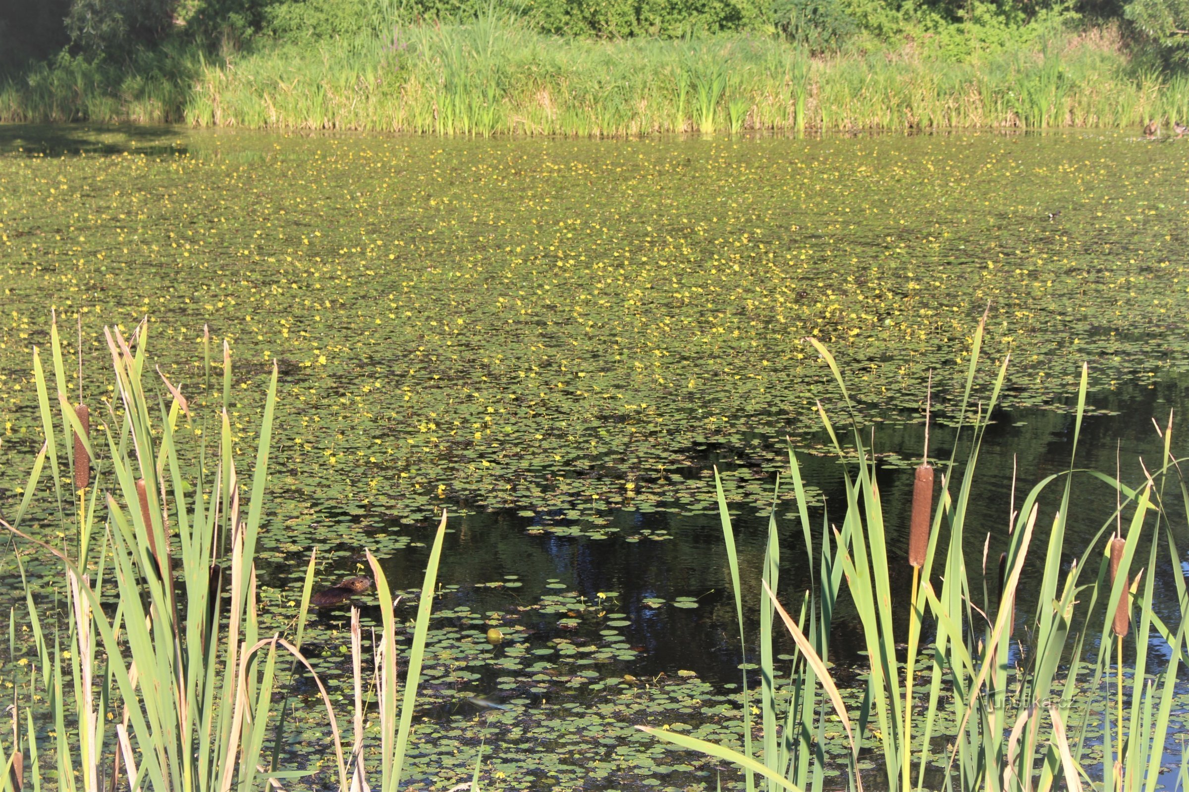 Water pool on site