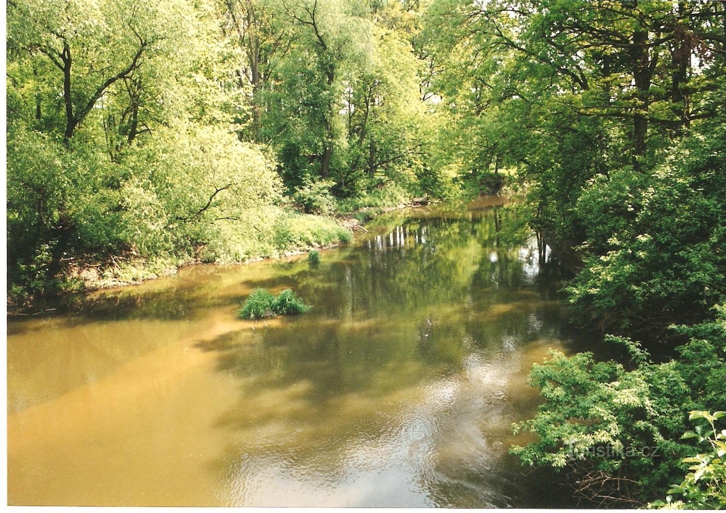 Bassin d'eau de Včelínek dans la forêt inondable