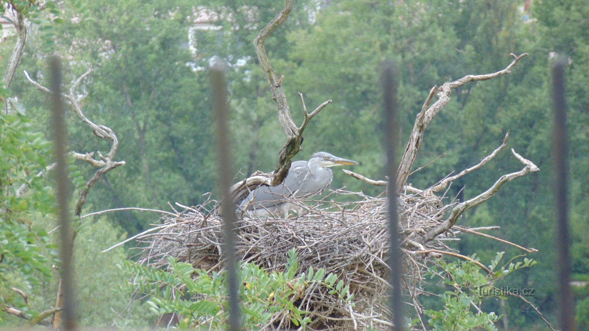 Free nesting herons.