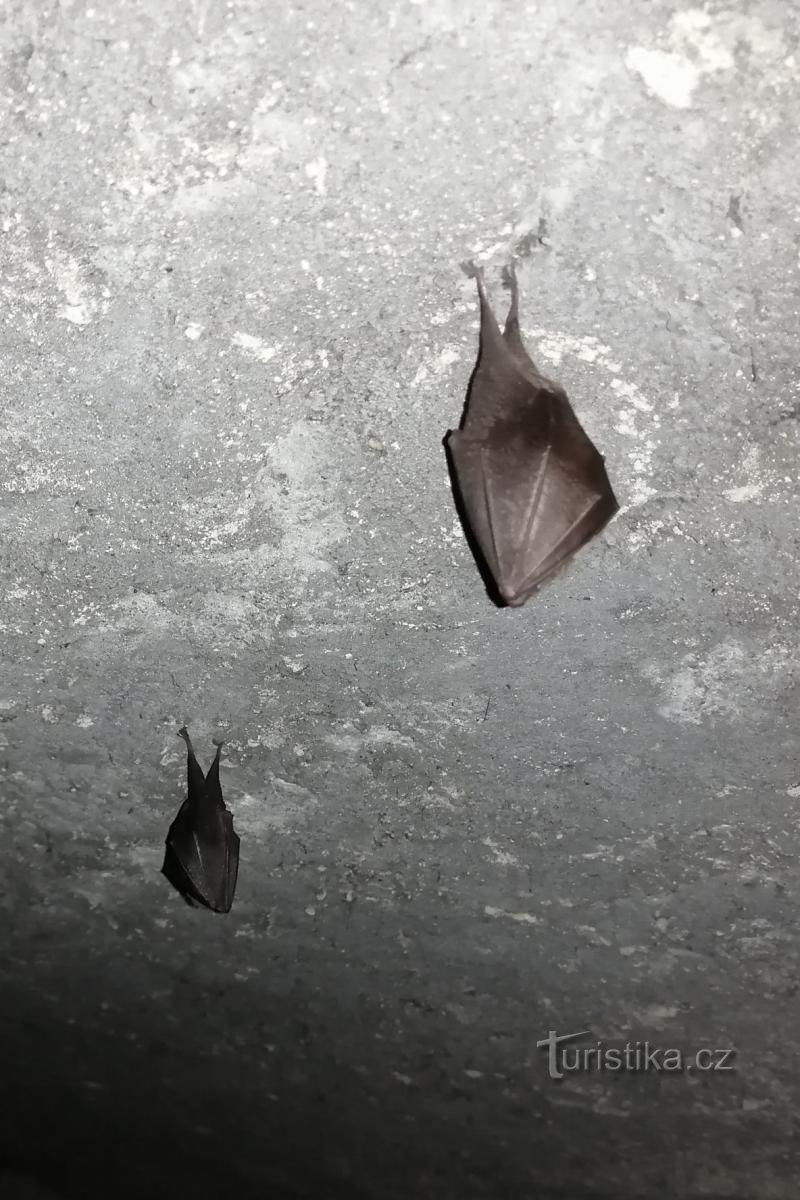 Les petits pics passent l'hiver dans la cave du château