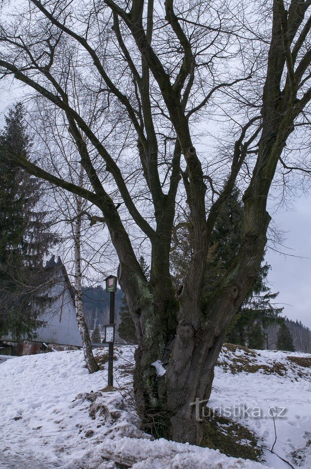 Vrbno pod Pradědem - cây bồ đề gần nhà nguyện