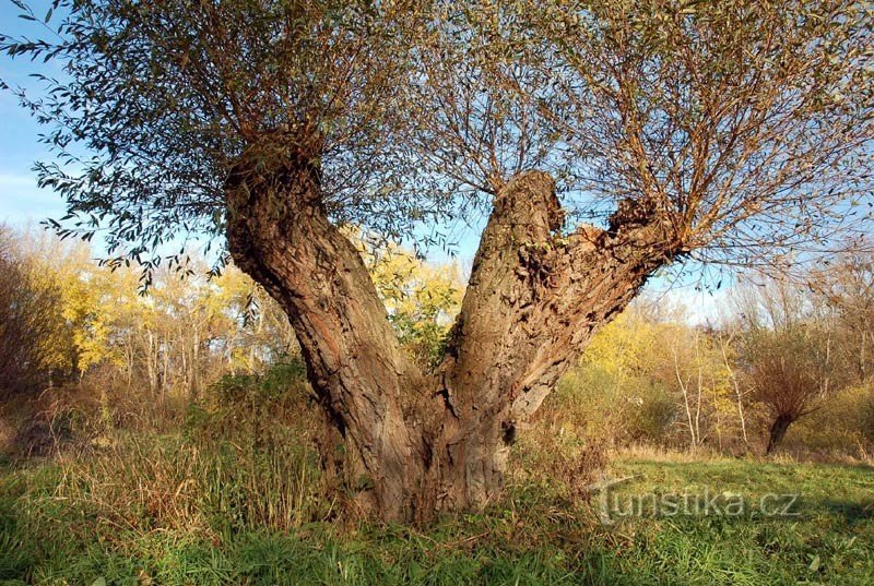 Willows bên hồ Crooked