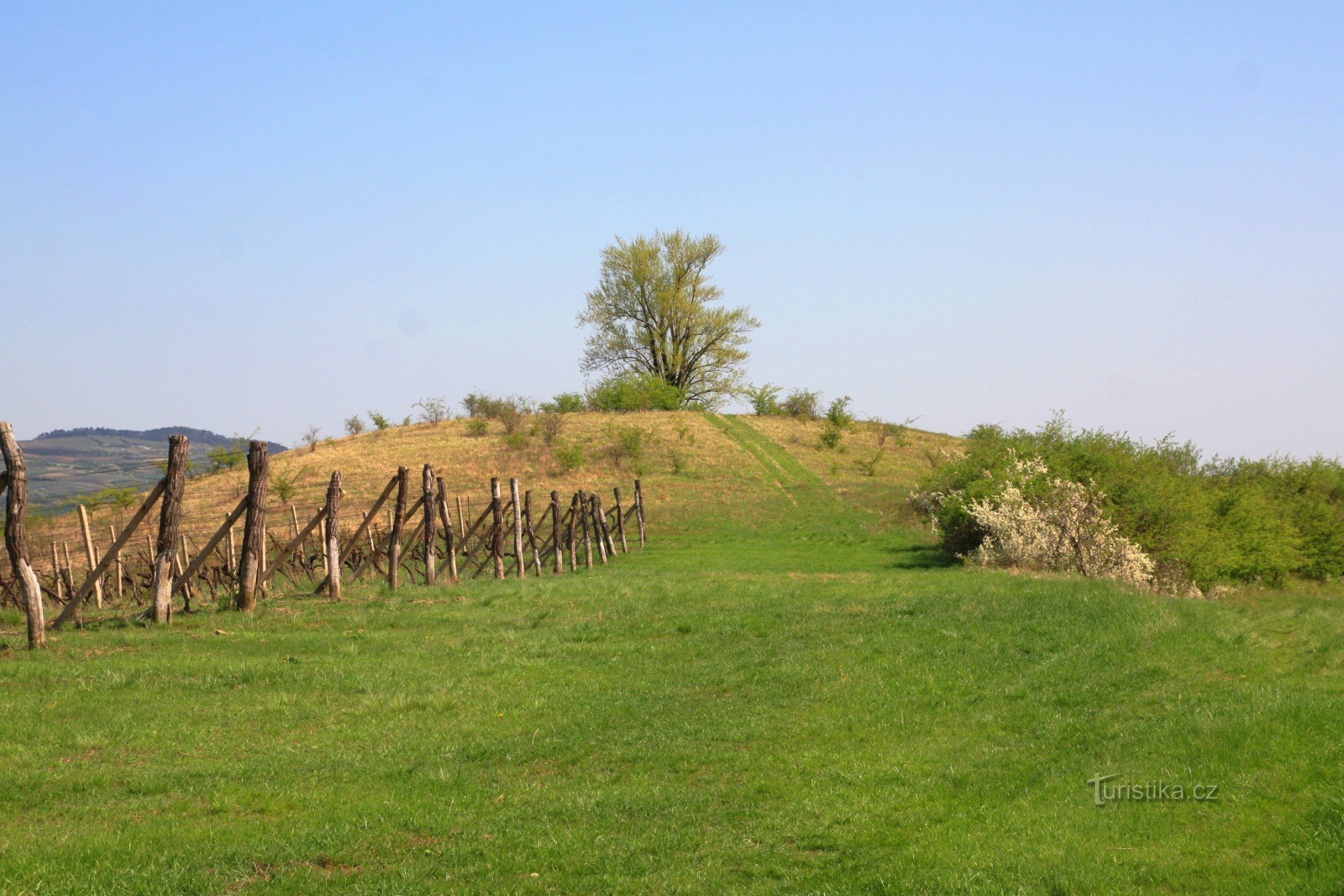 De top van Pink Mountain met een dominante populier