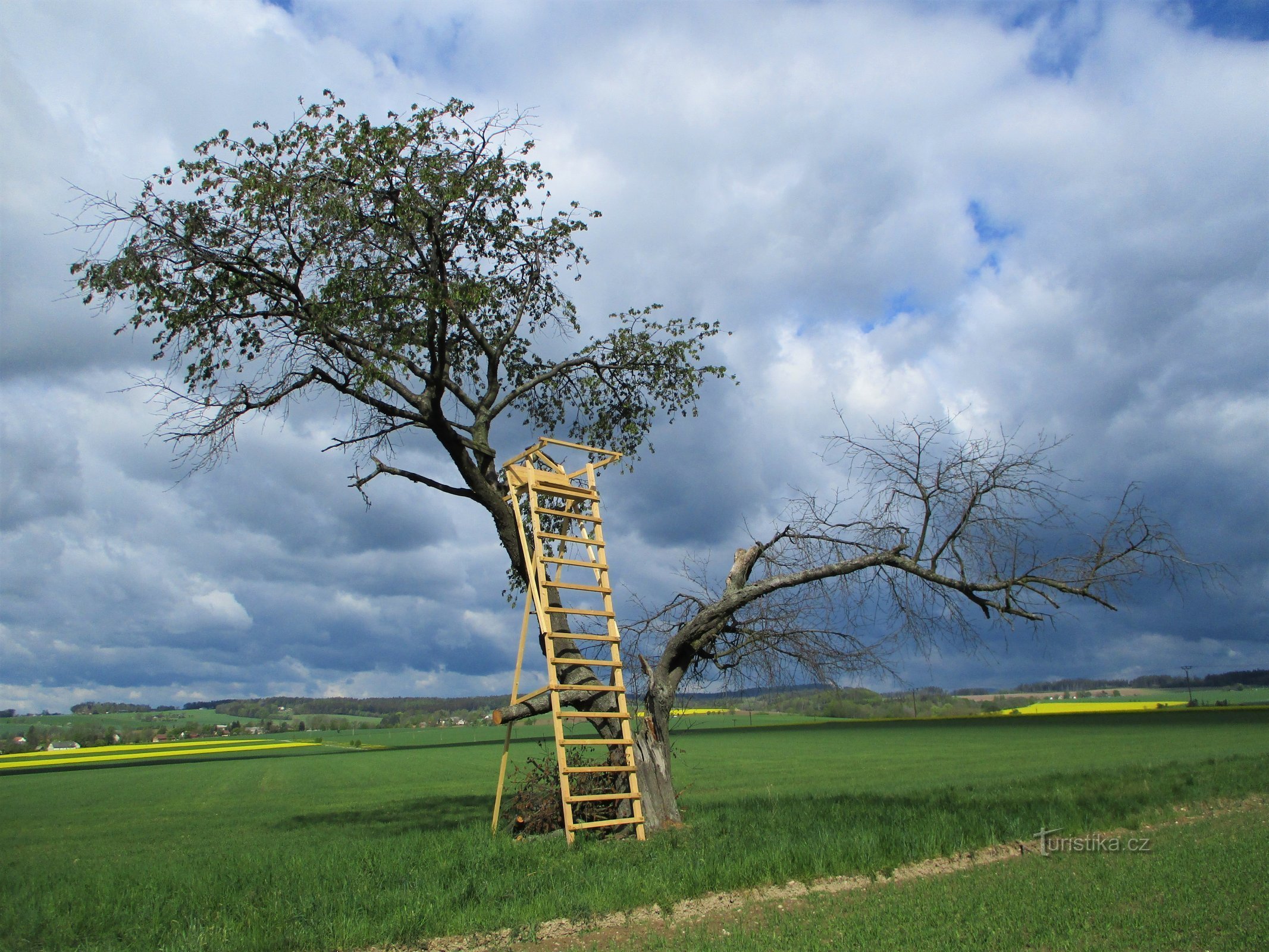 De top van Březina (Slatina nad Úpou, 5.5.2020/XNUMX/XNUMX)