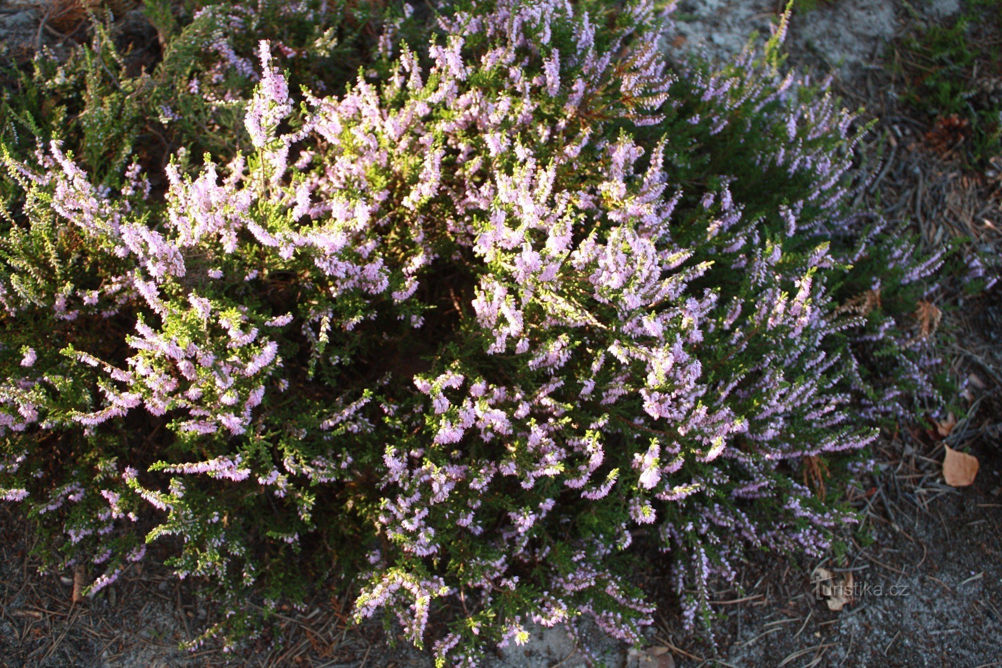 The heather at the top of the Great Castle
