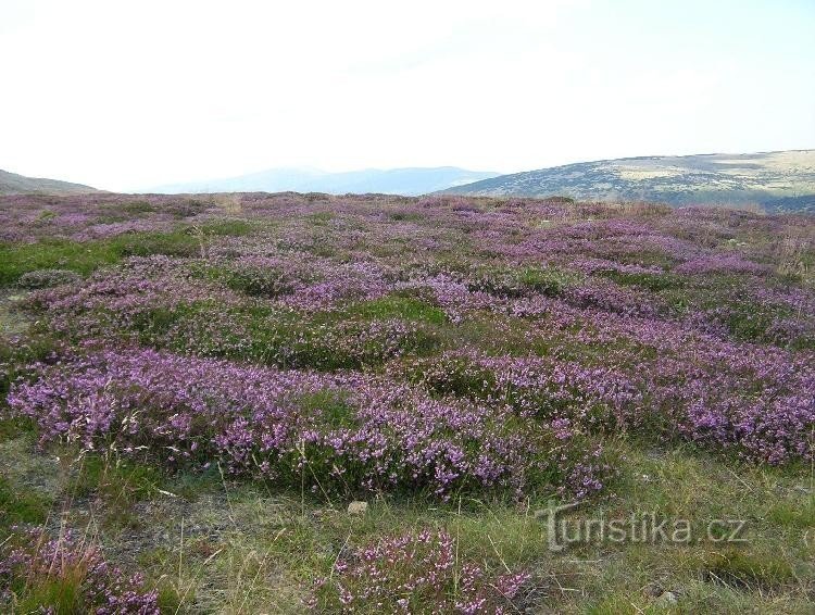 Heath on Luční hora