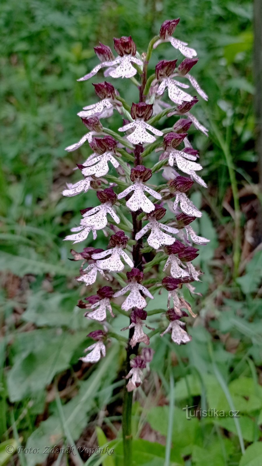 Inséreuse violette.