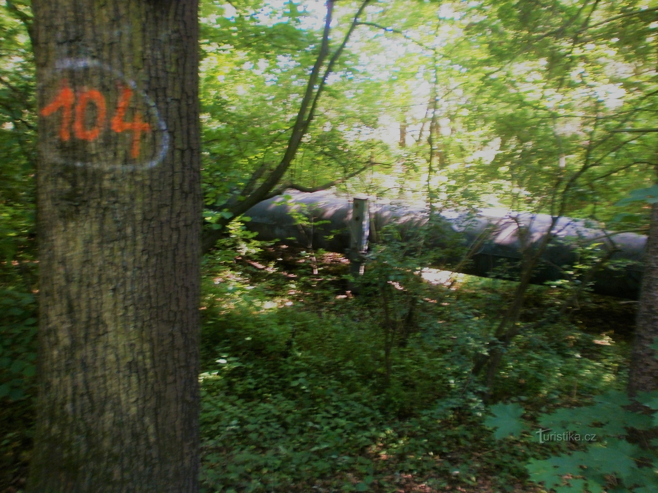 entrance to the forest