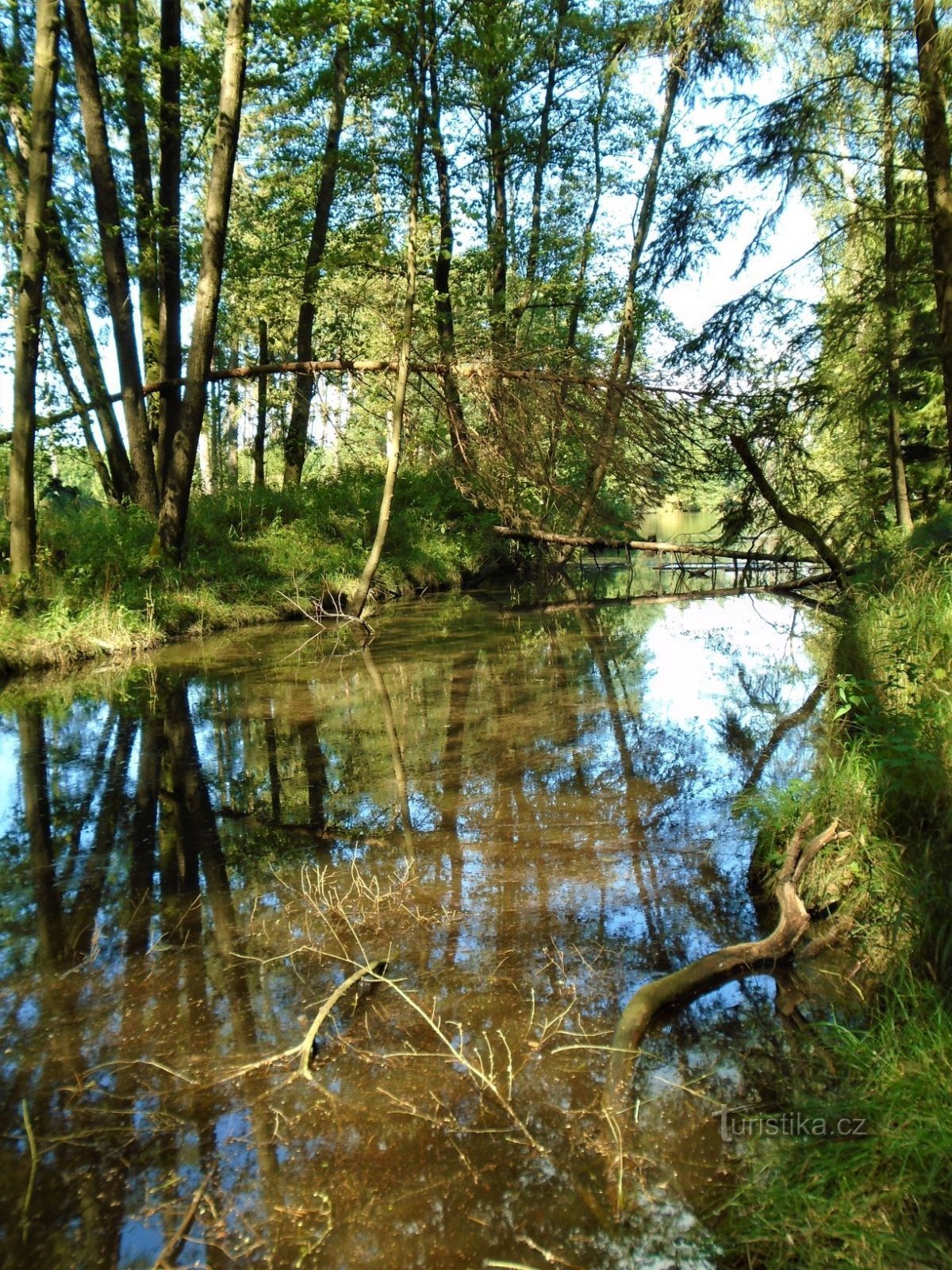 Zulauf zum Teich Šanovce (Běleč nad Orlicí, 3.9.2020)