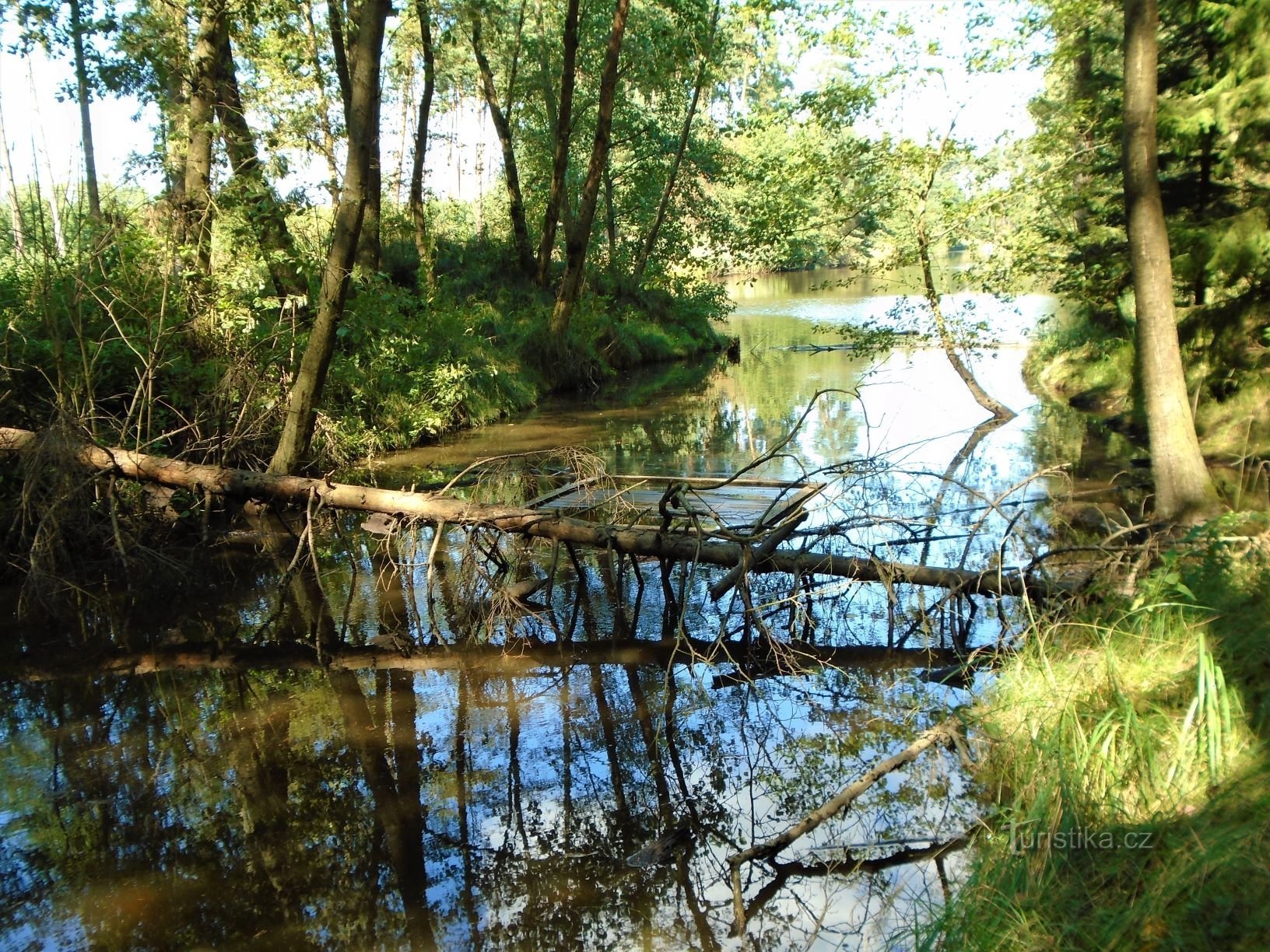 A Šanovce-patak befolyása az azonos nevű tóba (Běleč nad Orlicí, 3.9.2020. szeptember XNUMX.)