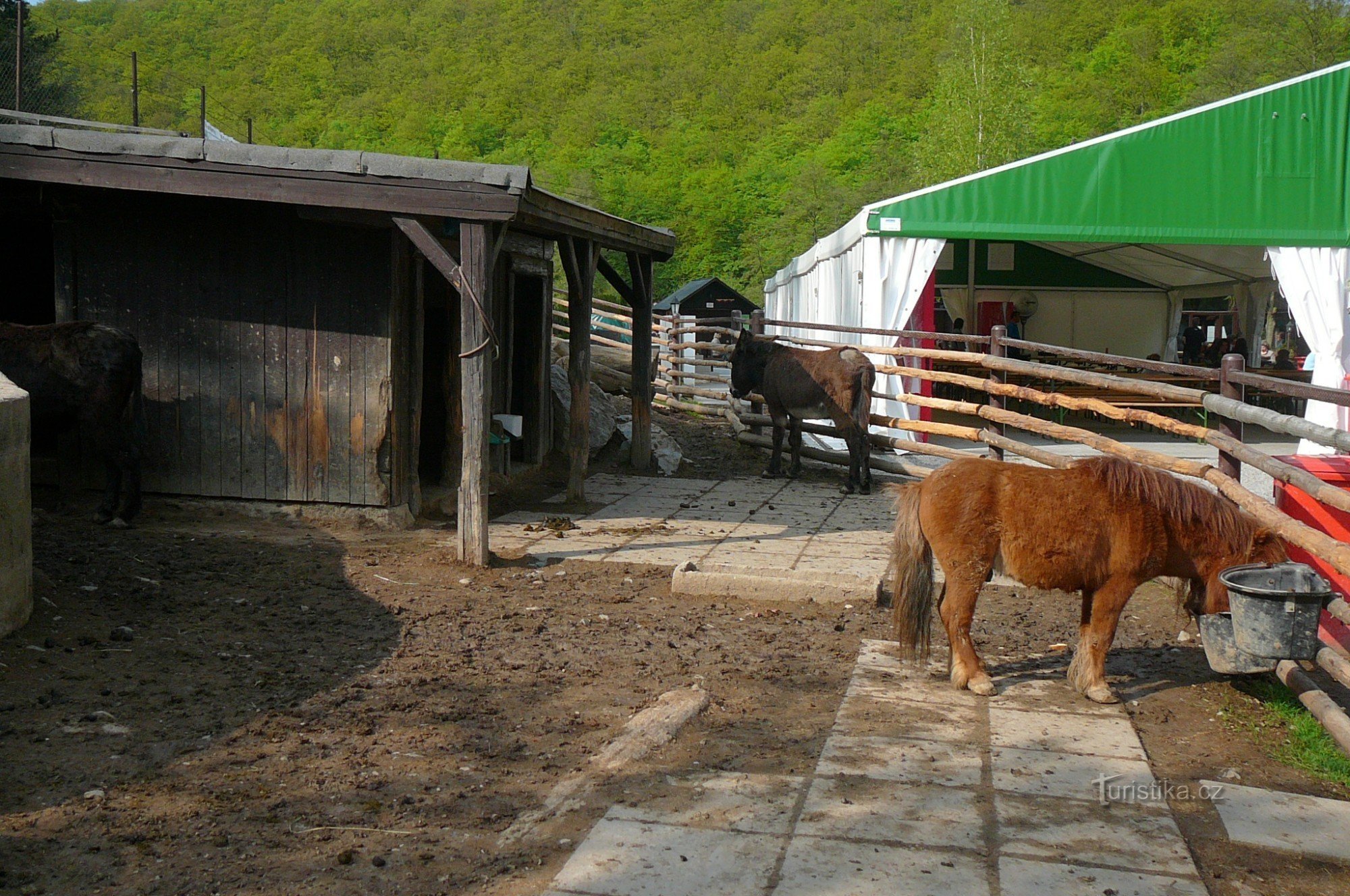 Alerga cu animalele