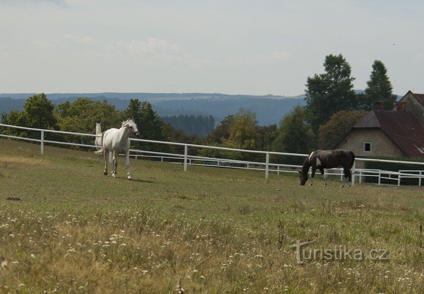 Paddocks pri Františkovem Dvoru