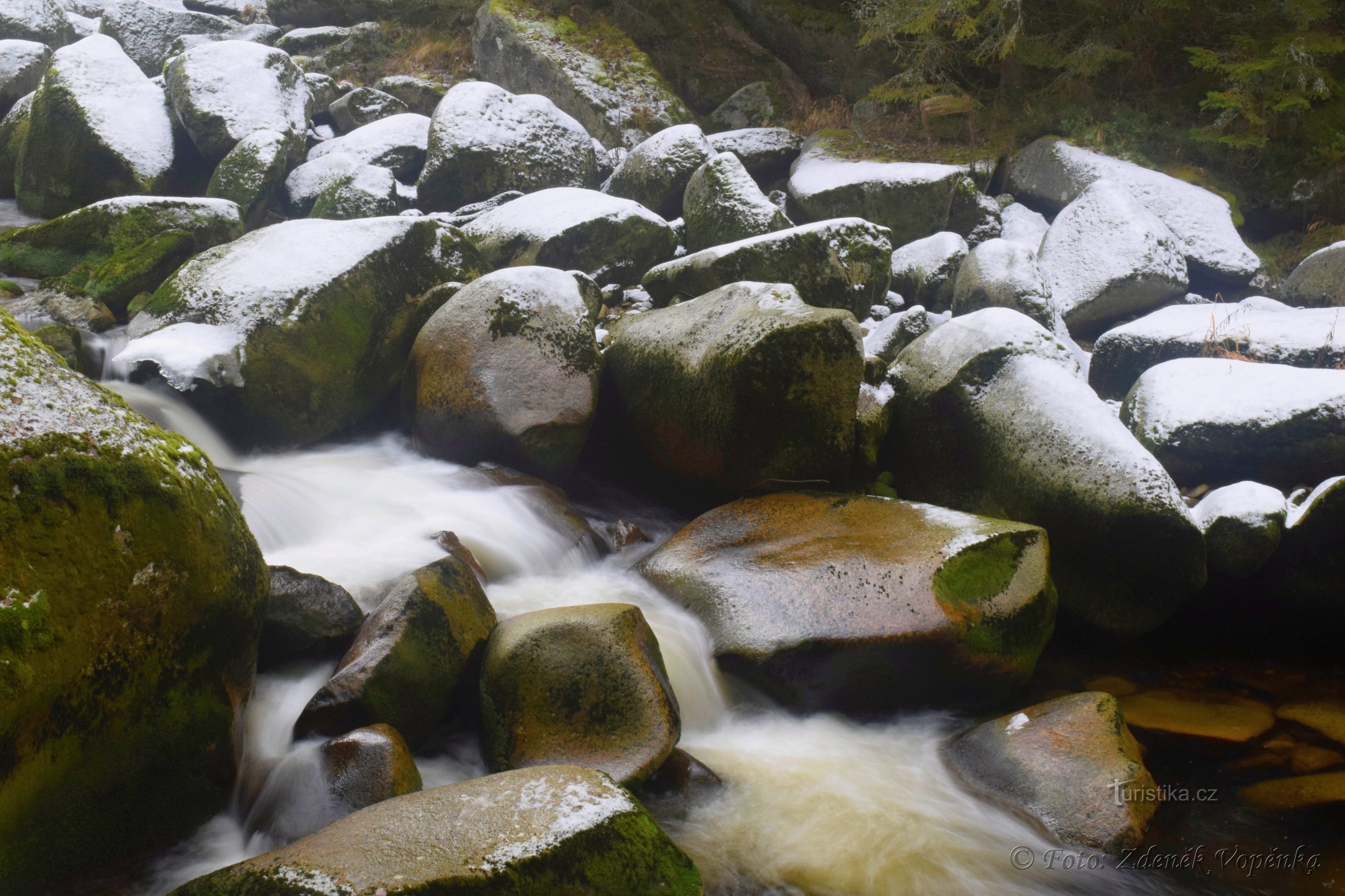 水獭 - 冬季的 Šumava 河。