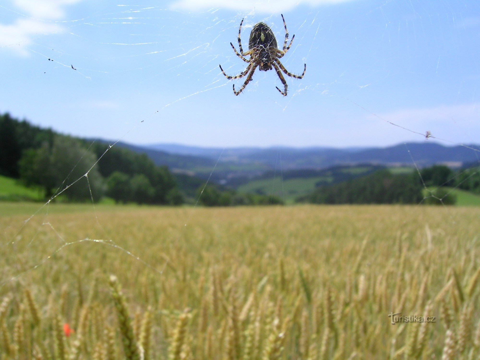 Een zicht op Sušice door een spinnenweb