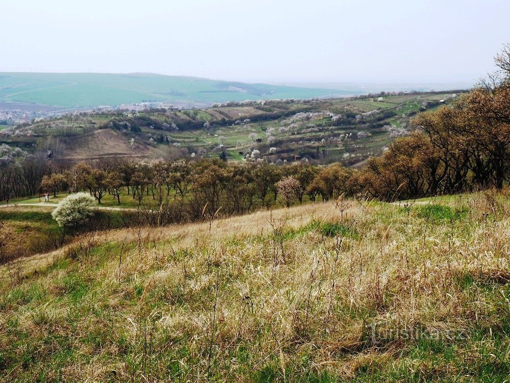 Widok z Hustopečské Starý vrch