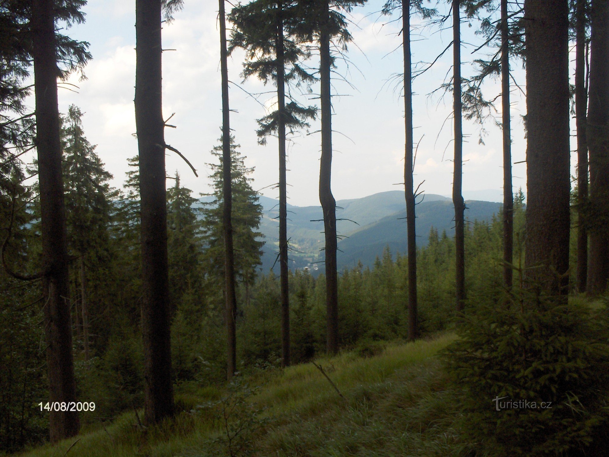 Utsikt från skogen