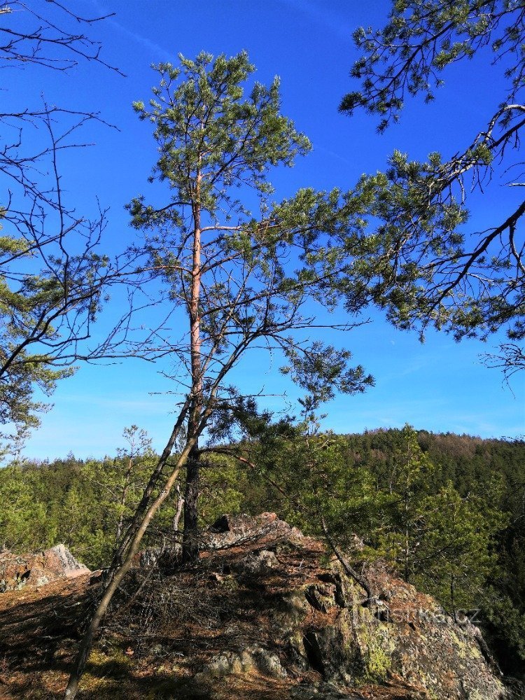 Pogled s Floriána