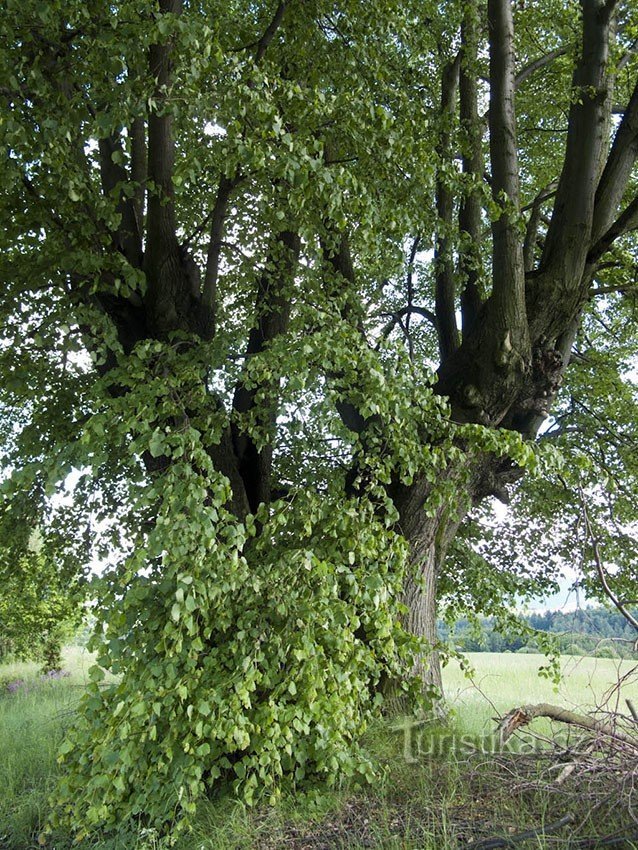 Utsikt från Třemš (Zábřežská vrchovina)