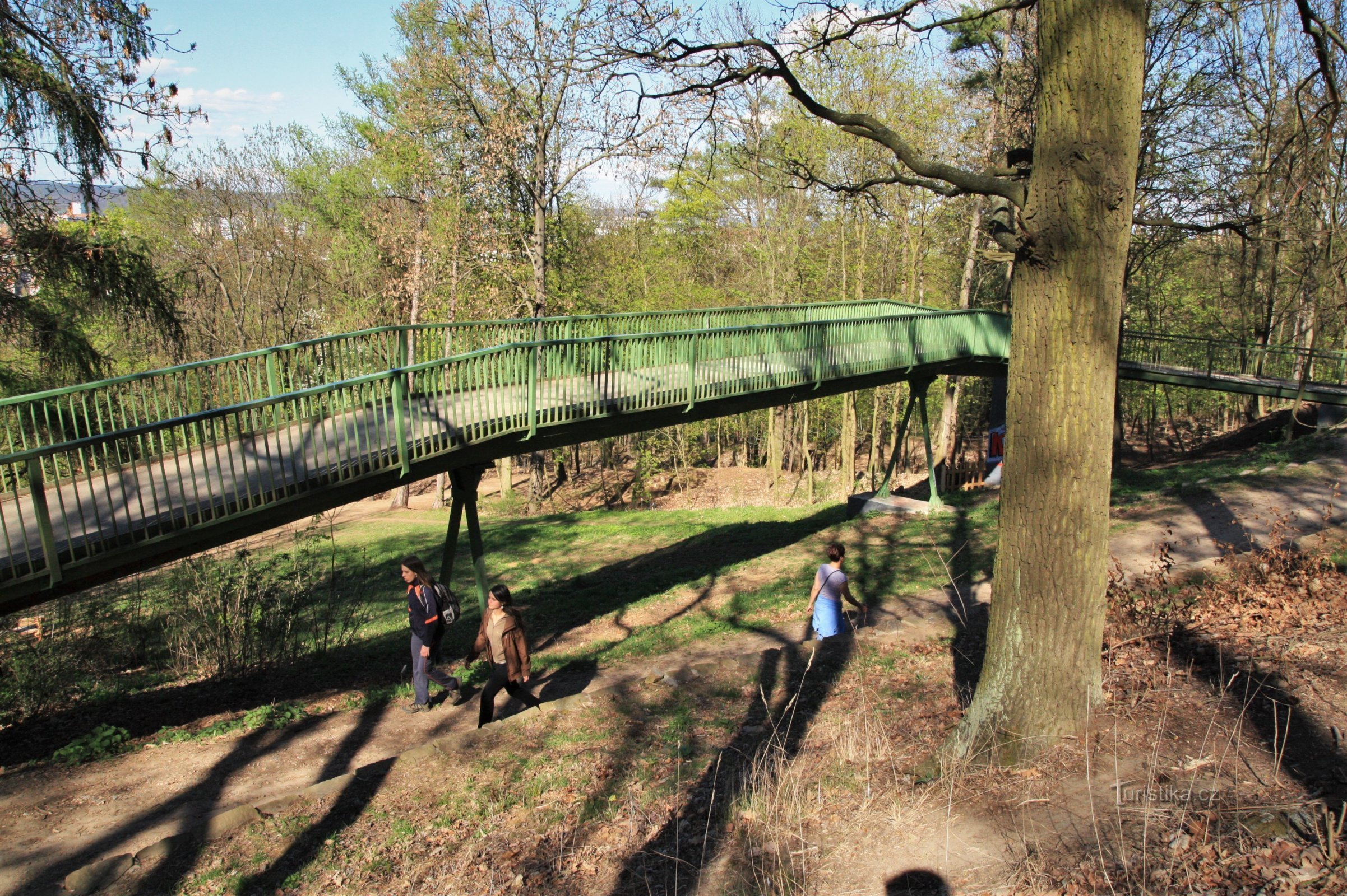 Observation boardwalk in Wilson's Forest