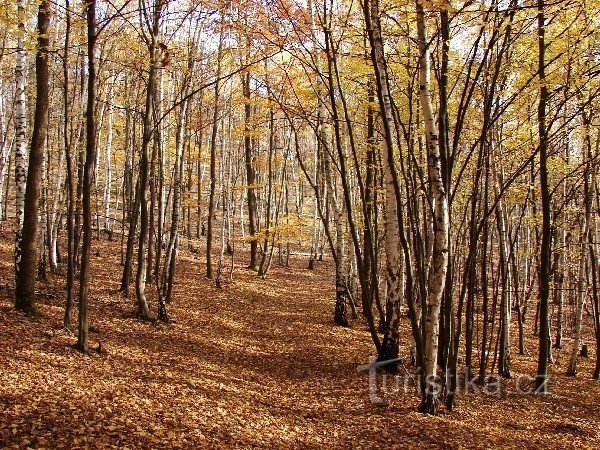 points de vue et tour de guet près de Jílové