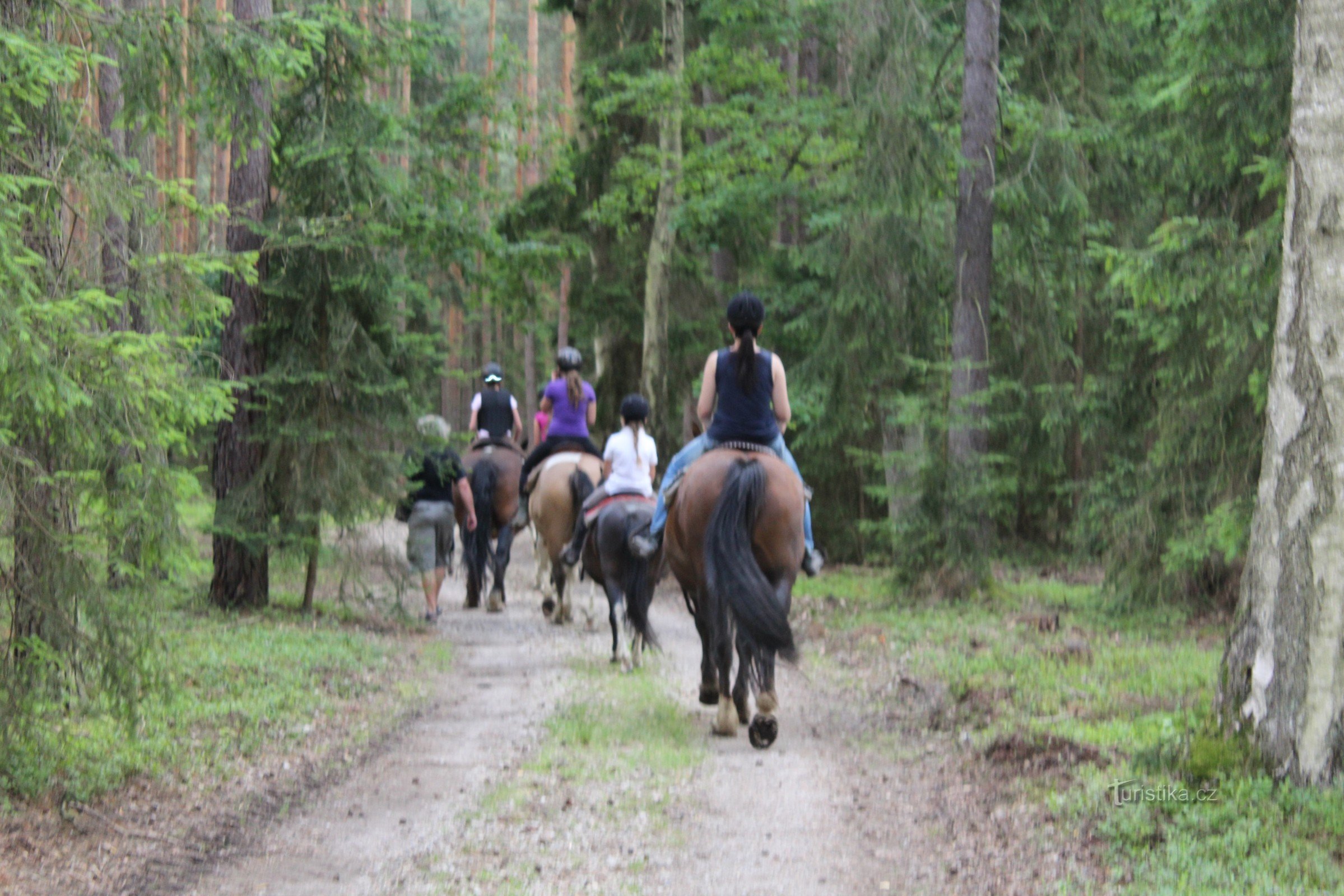 Een ritje in het bos