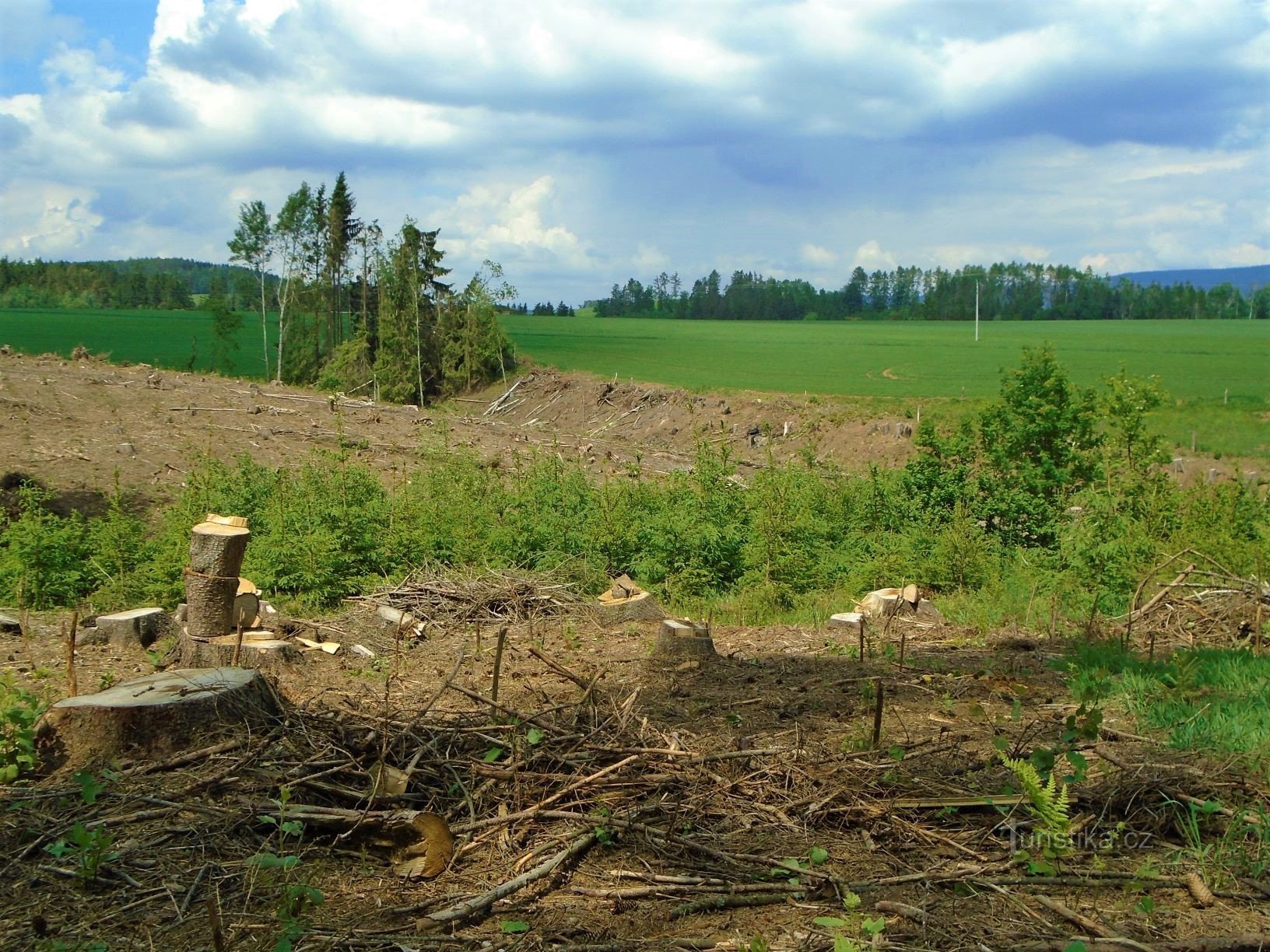 Abgeholzte Borovina nach Derech (Havlovice, 15.5.2018)