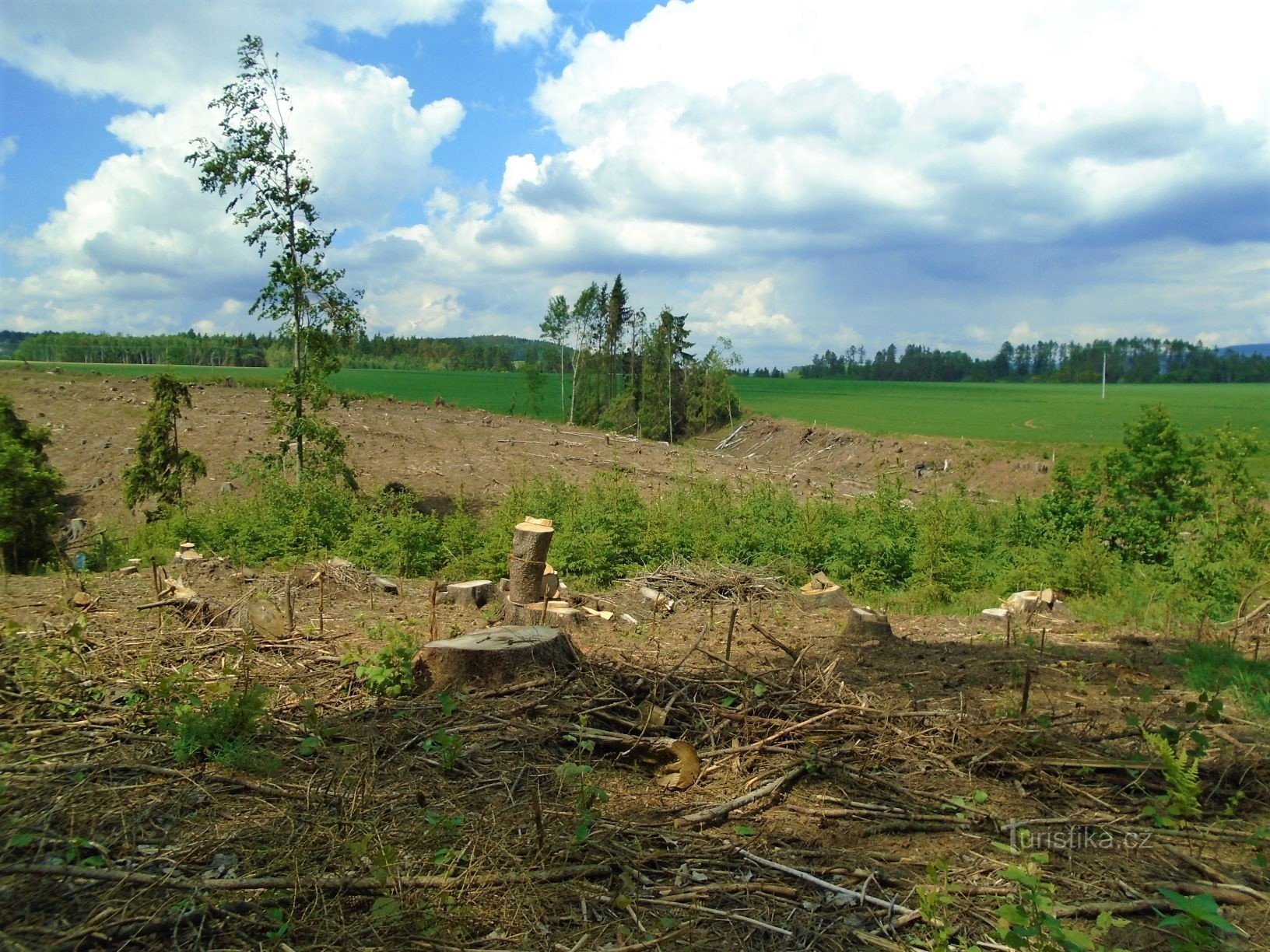 Abgeholzte Borovina nach Derech (Havlovice, 15.5.2018)