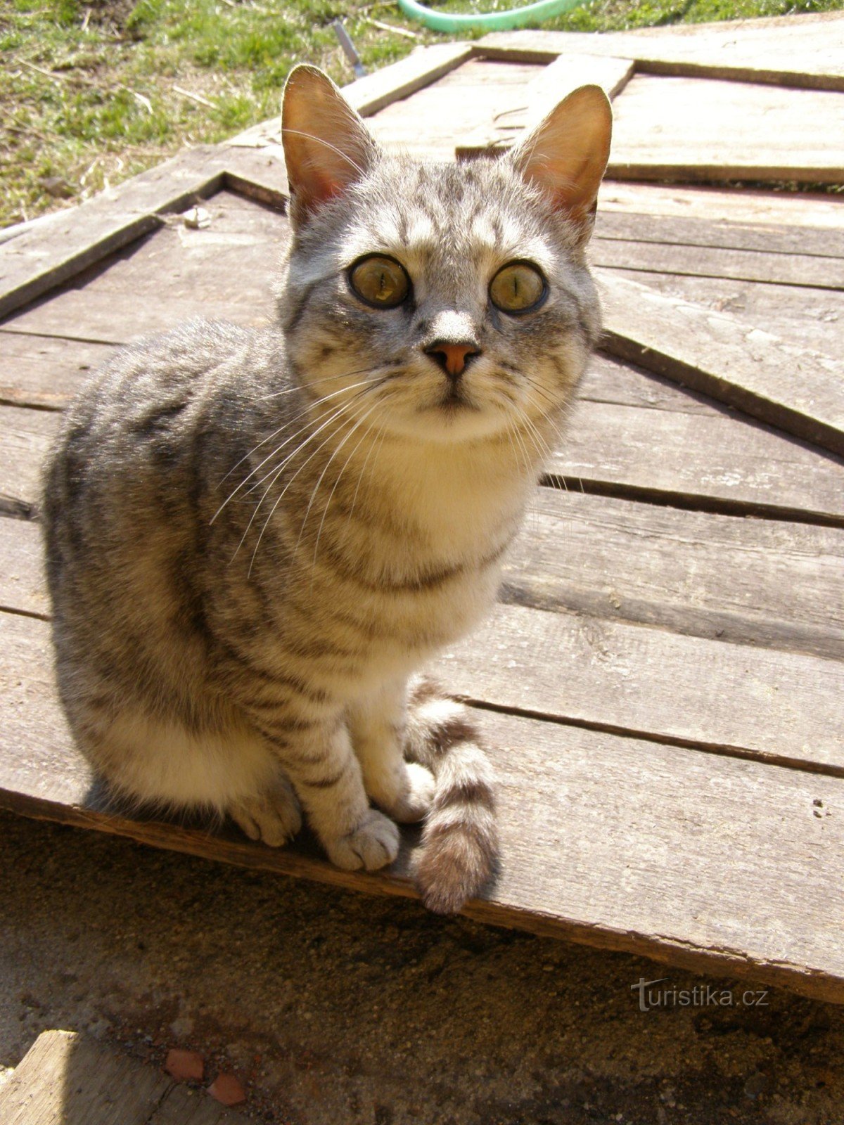 Chú mèo xoăn Cipka từ trang trại dê Nová Víska