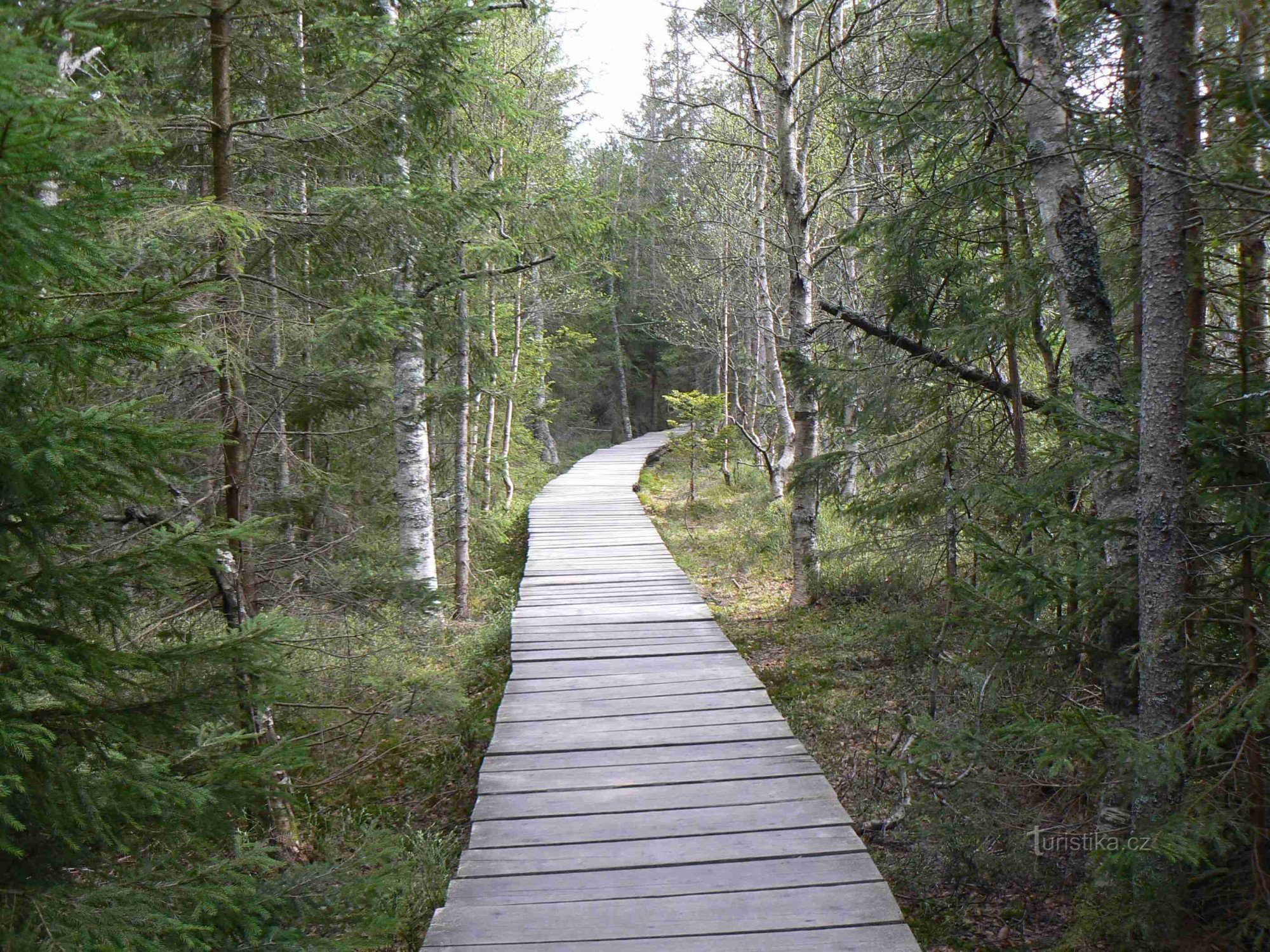 Utflykt till Rejvíz mossjön