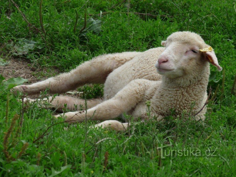 VIAJE CON NIÑOS POR ANIMALES Y MISTERIOS DEL BOSQUE ŽDÁNICKÁ EN BUČOVICE