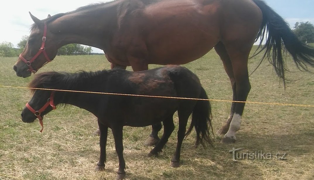 Izleti po Olomoucu z otroki - Ludéřov - kmetija in menhir