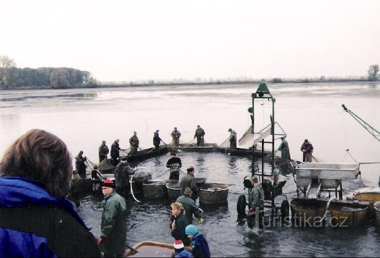 étang de pêche : pêcheurs sur les étangs de Zahlinice