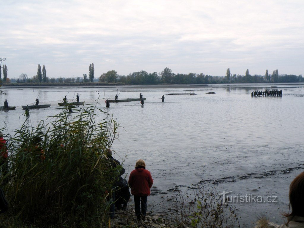 Połów w stawie Vrkoč 2010.