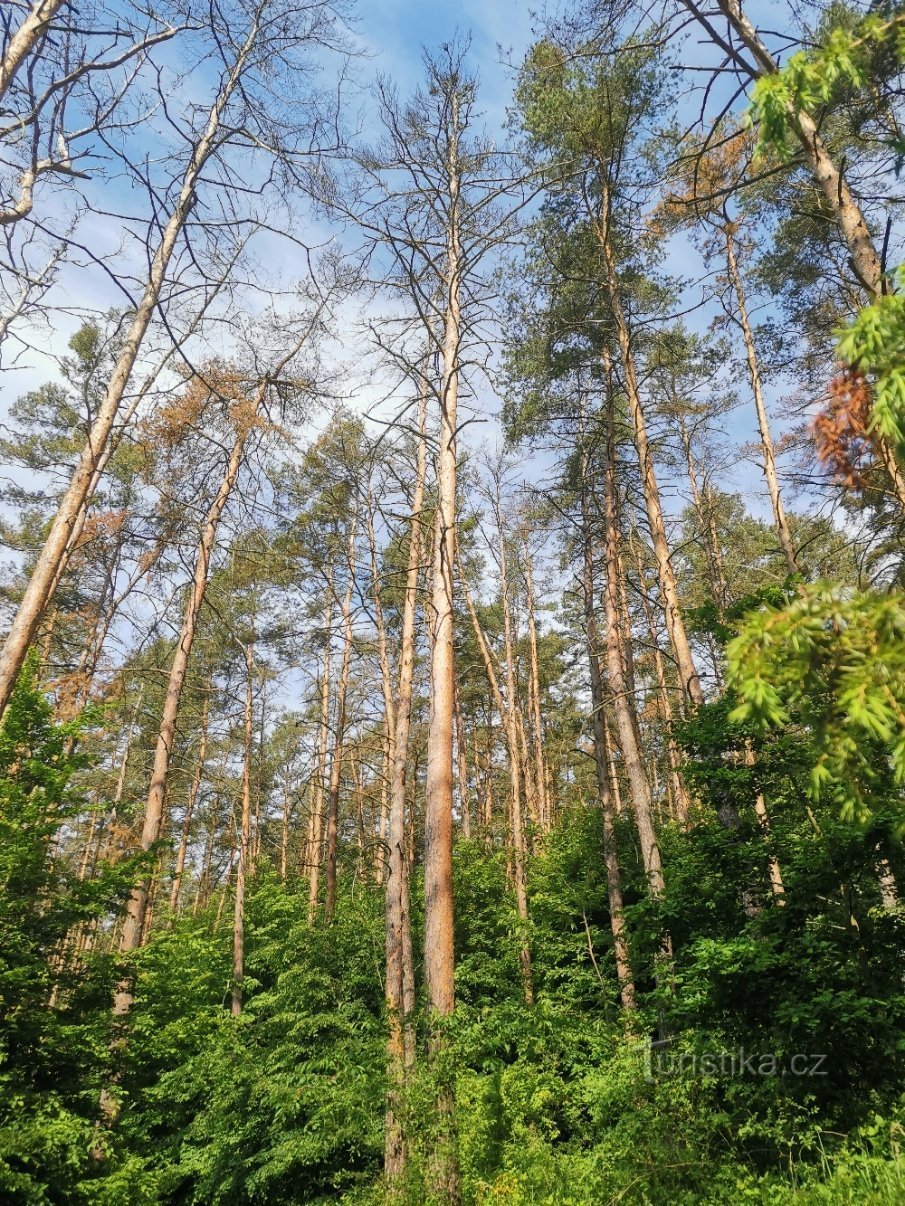 Wyimaginowana ścieżka