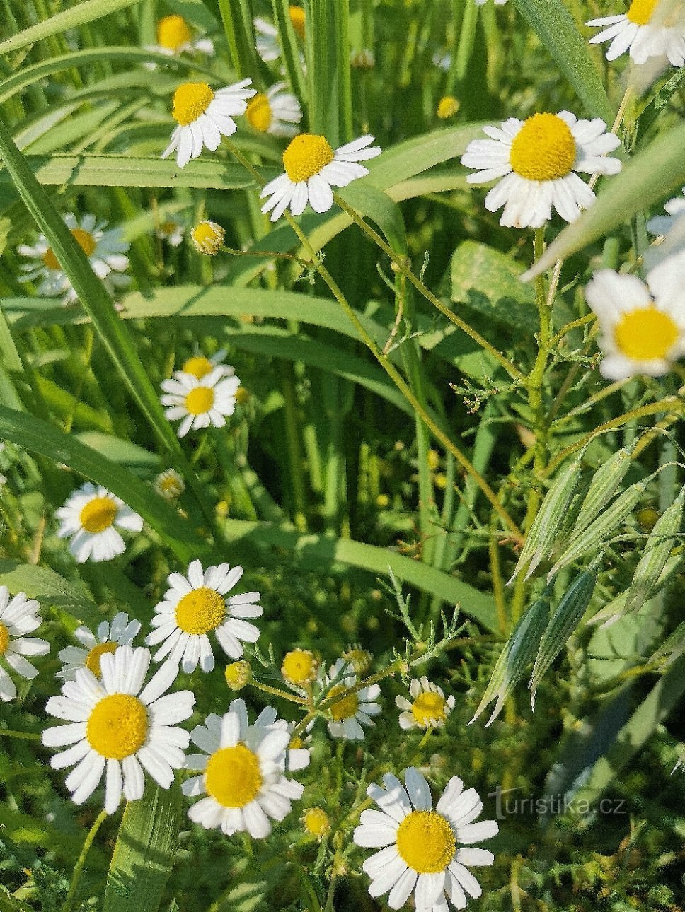 Un sentier imaginaire