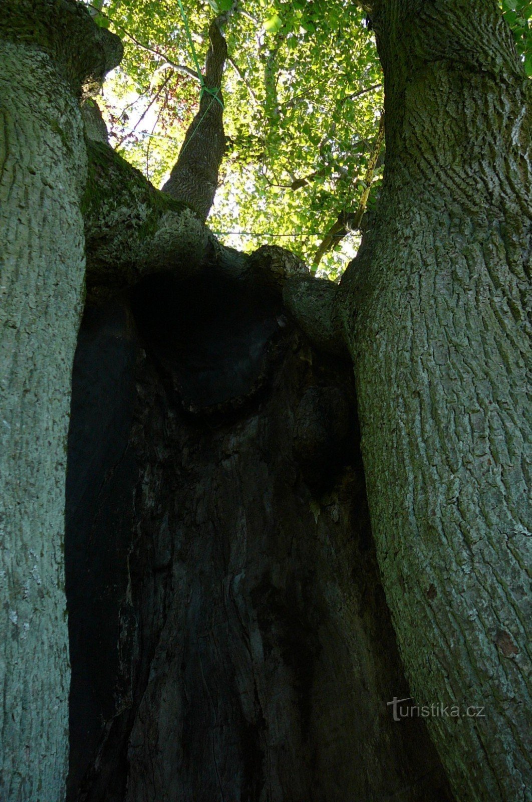 Cavità bruciata all'interno del tronco