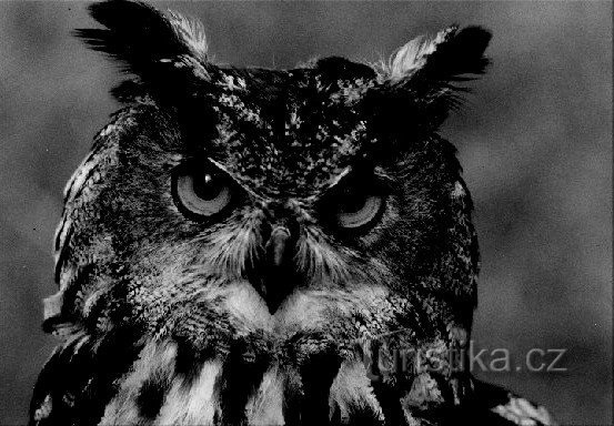 Výr velký. Ale ne ten můj...