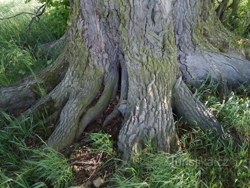 Rễ nổi bật của thân cây màu xanh