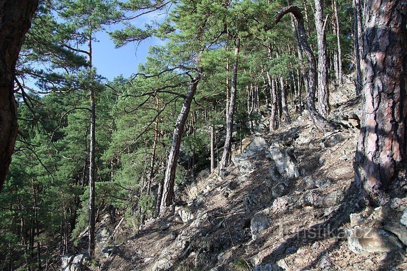 Výří skály u Oslova