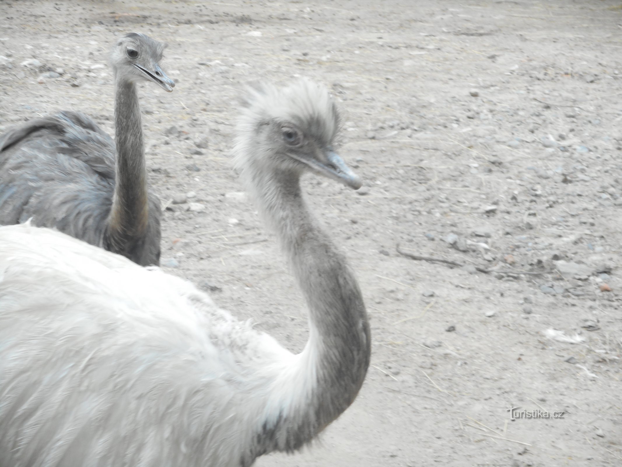 ヴィシュコフ - 動物園と恐竜公園