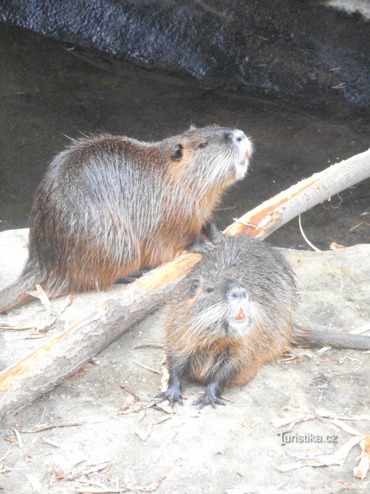 VYŠKOV - ZOO ET PARC DINO