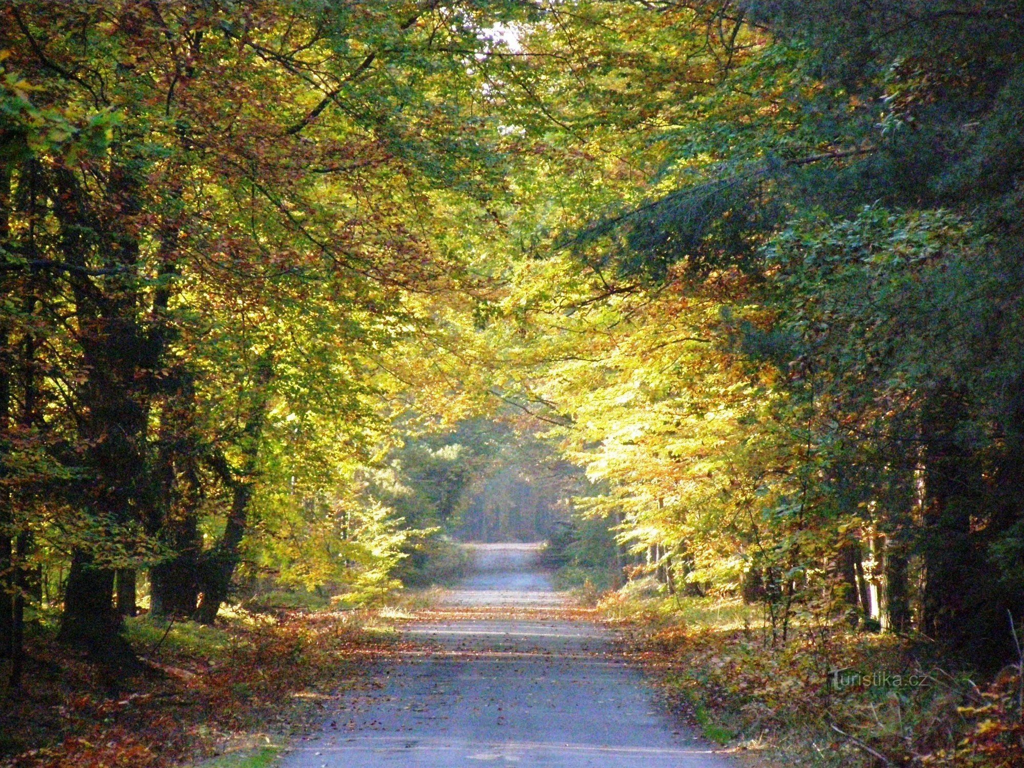 Vysocká cesta – Hradecké lesy
