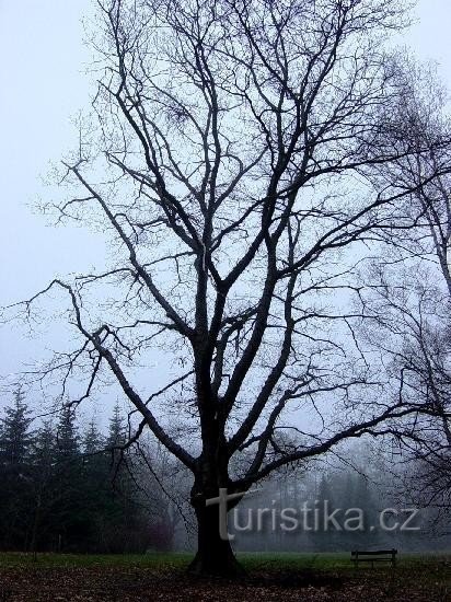 Vysoké Chvojno - park (arboretum)